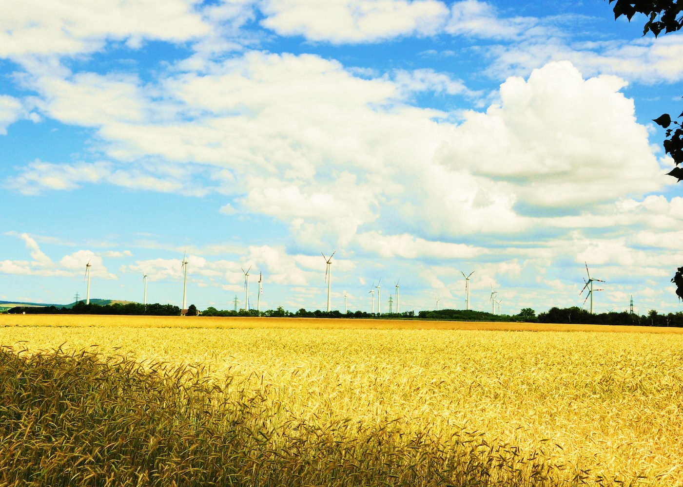 Windmills on field of crops